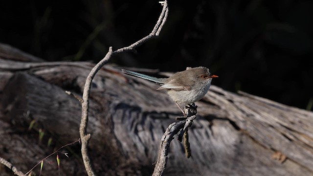 Red-winged Fairywren - ML647449704