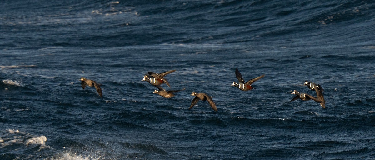 Harlequin Duck - ML647449706