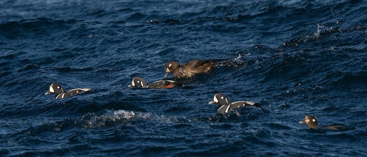 Harlequin Duck - ML647449708