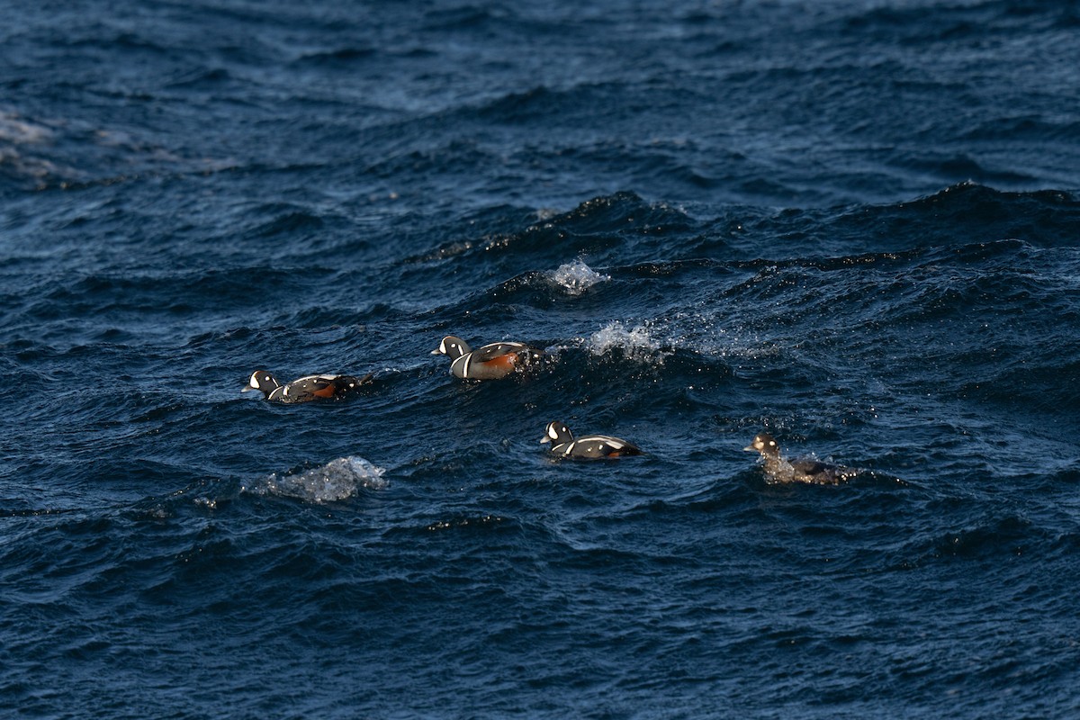 Harlequin Duck - ML647449710