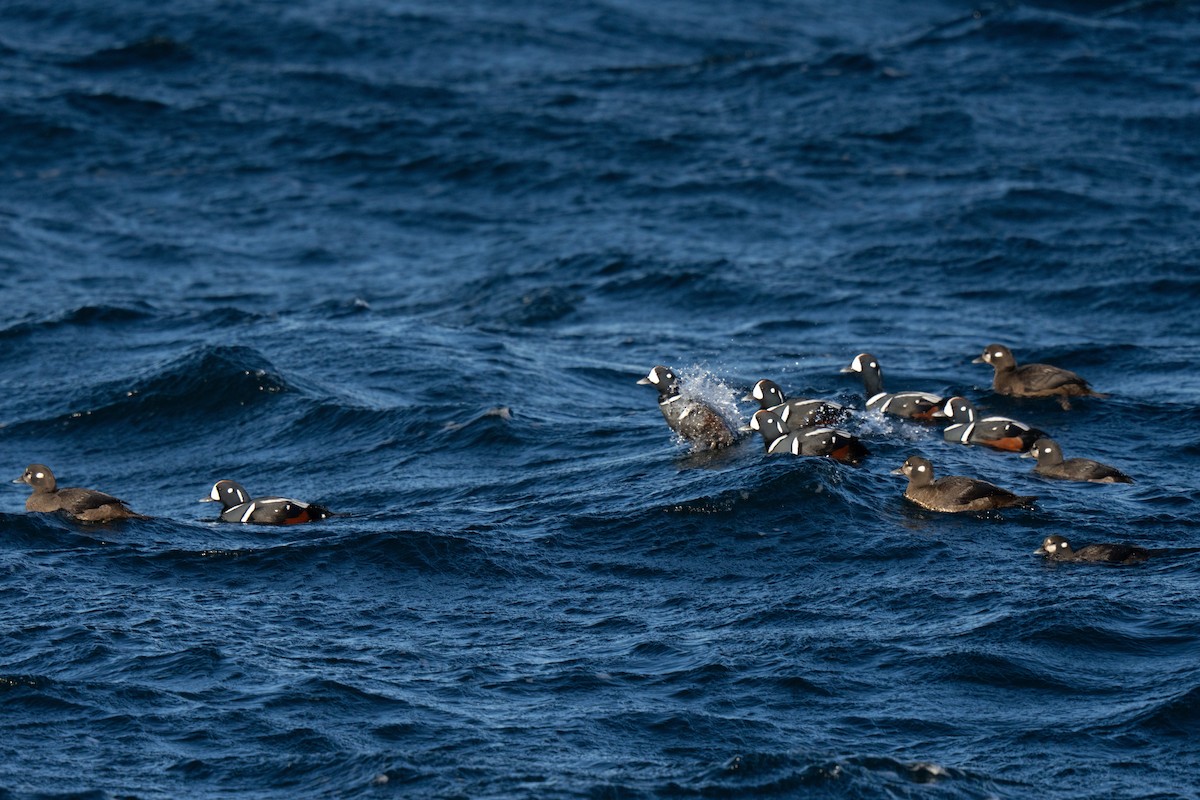 Harlequin Duck - ML647449711