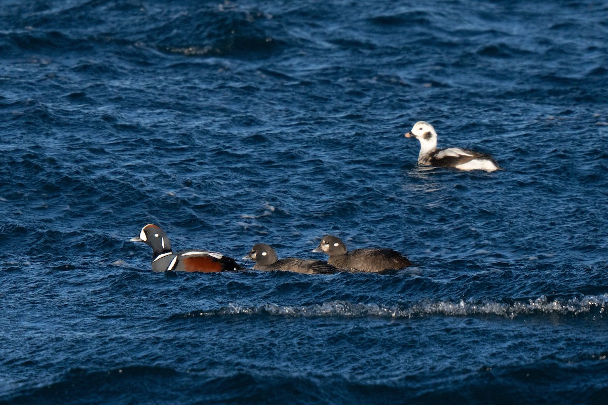 Harlequin Duck - ML647449712