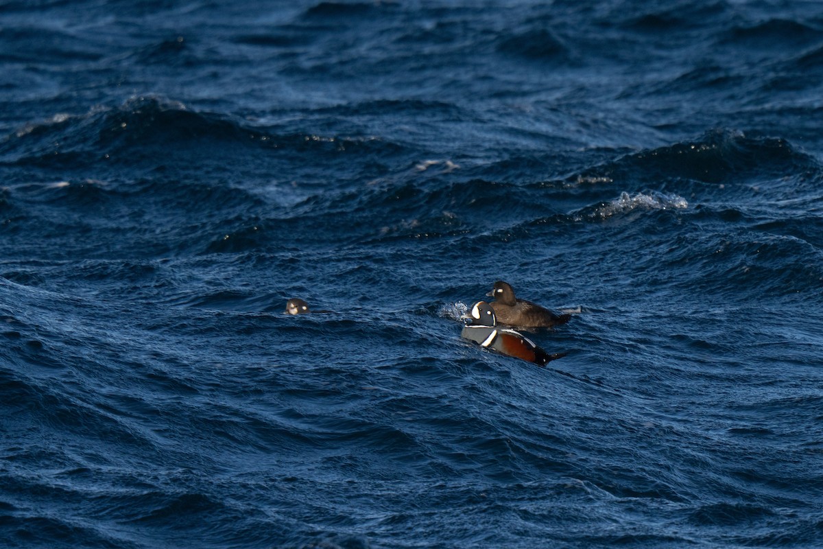 Harlequin Duck - ML647449715
