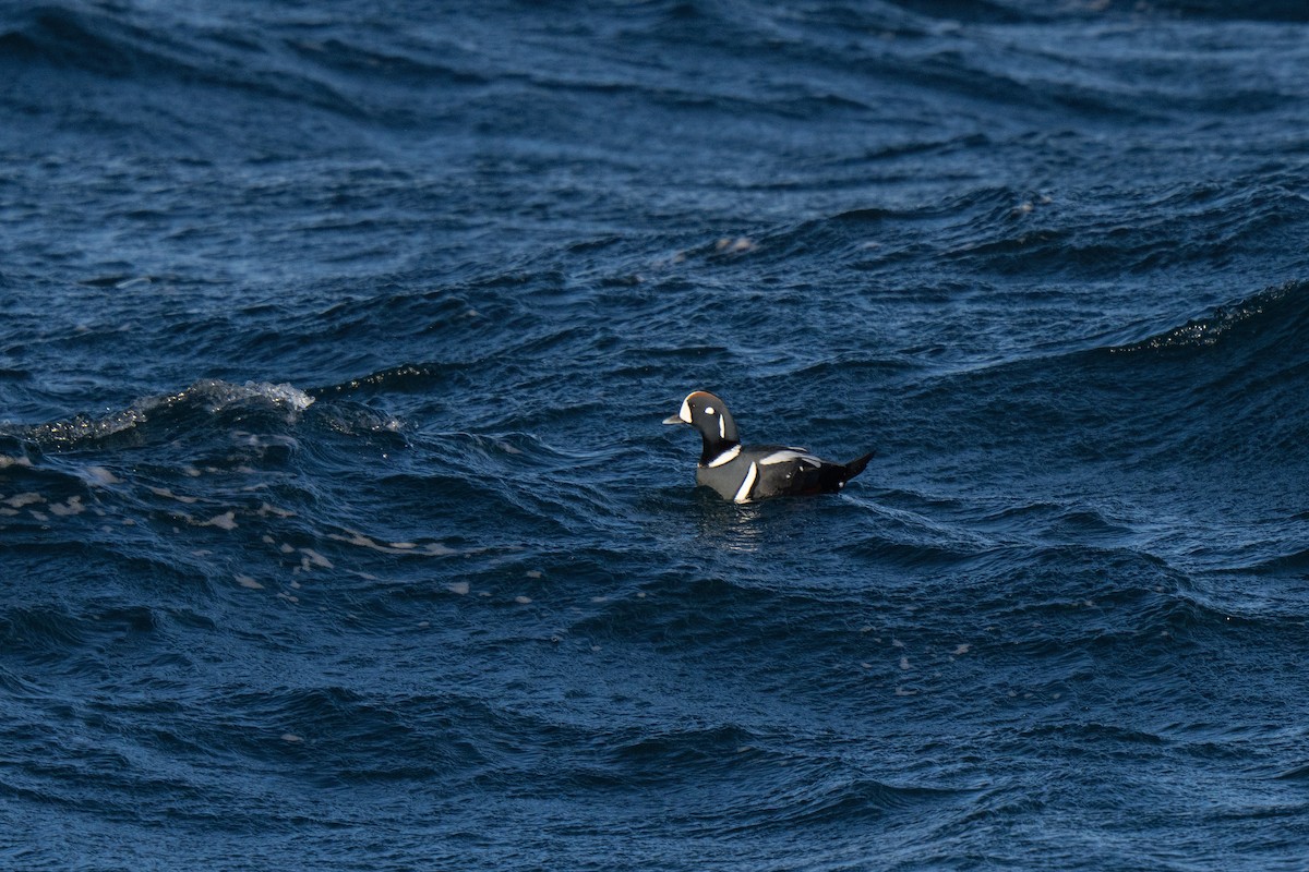 Harlequin Duck - ML647449716