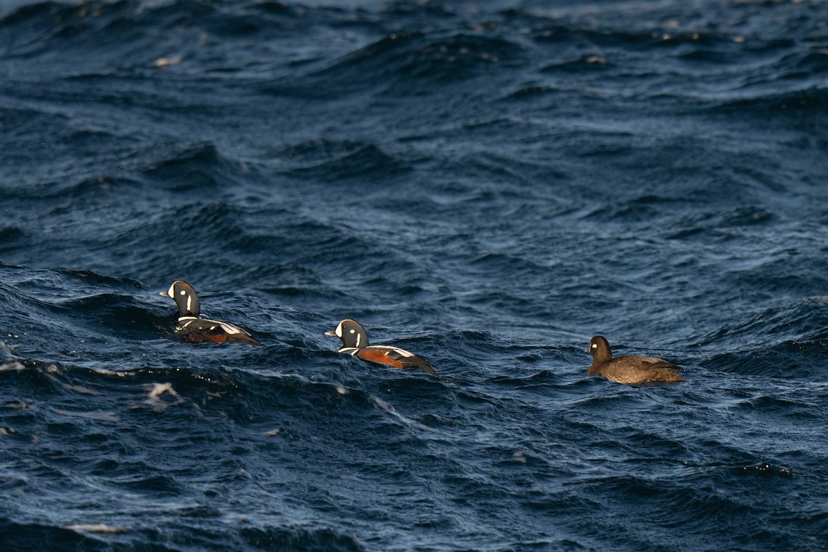 Harlequin Duck - ML647449717