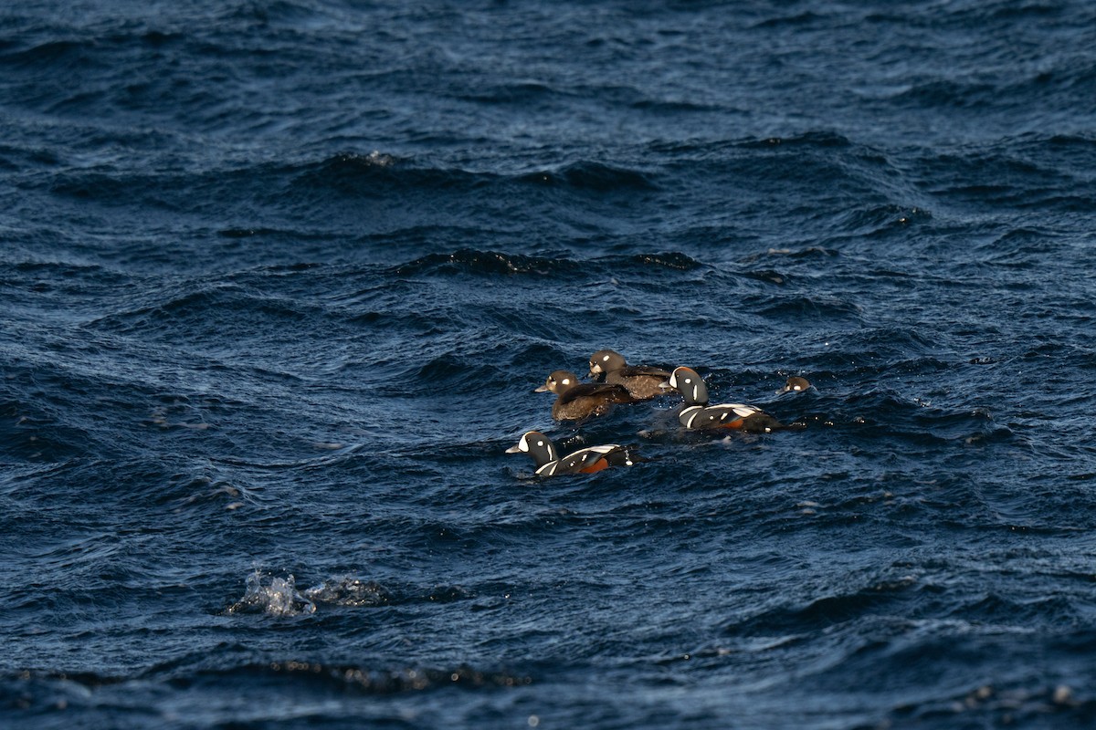 Harlequin Duck - ML647449718