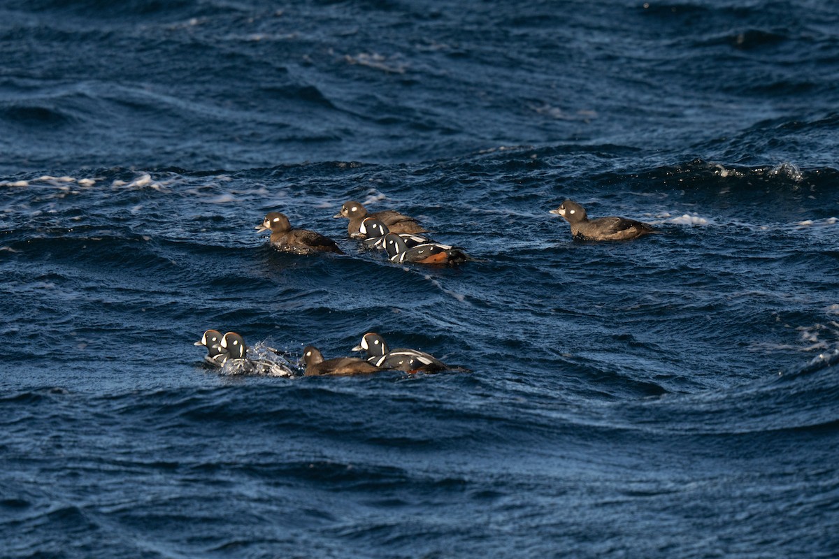 Harlequin Duck - ML647449720