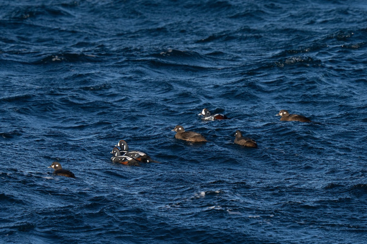 Harlequin Duck - ML647449721