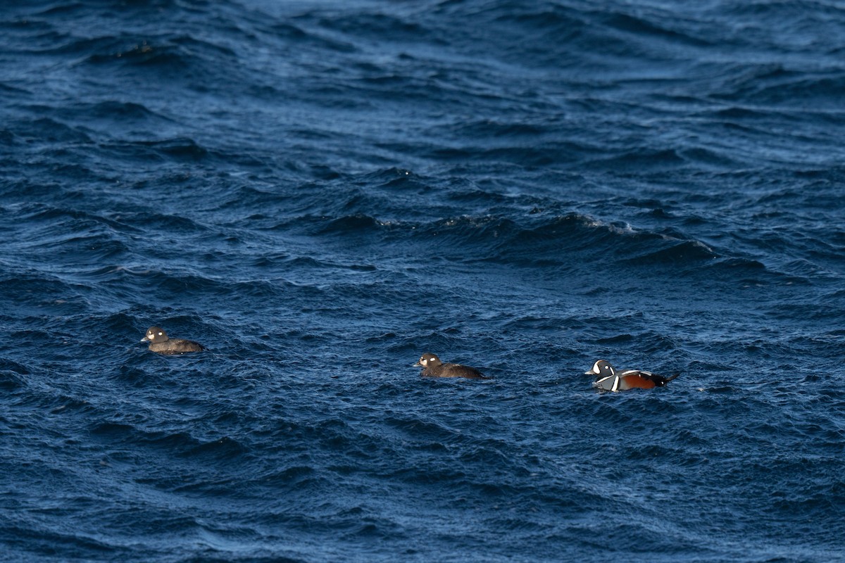 Harlequin Duck - ML647449722