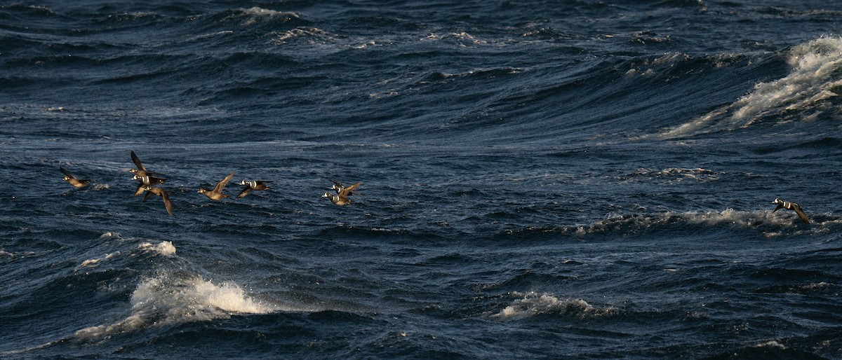 Harlequin Duck - ML647449723