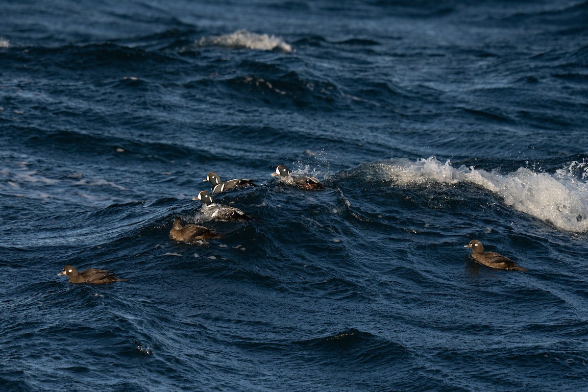 Harlequin Duck - ML647449724