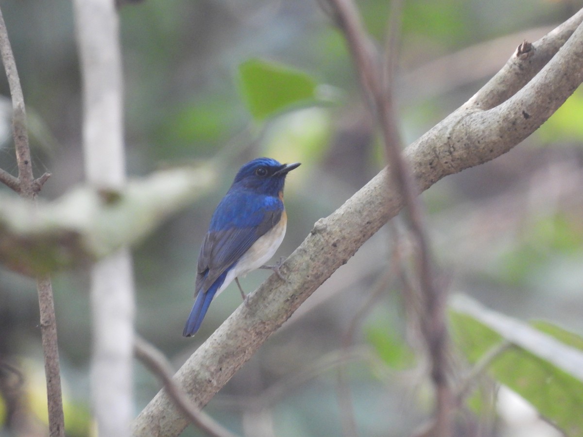 Blue-throated Flycatcher - ML647449725