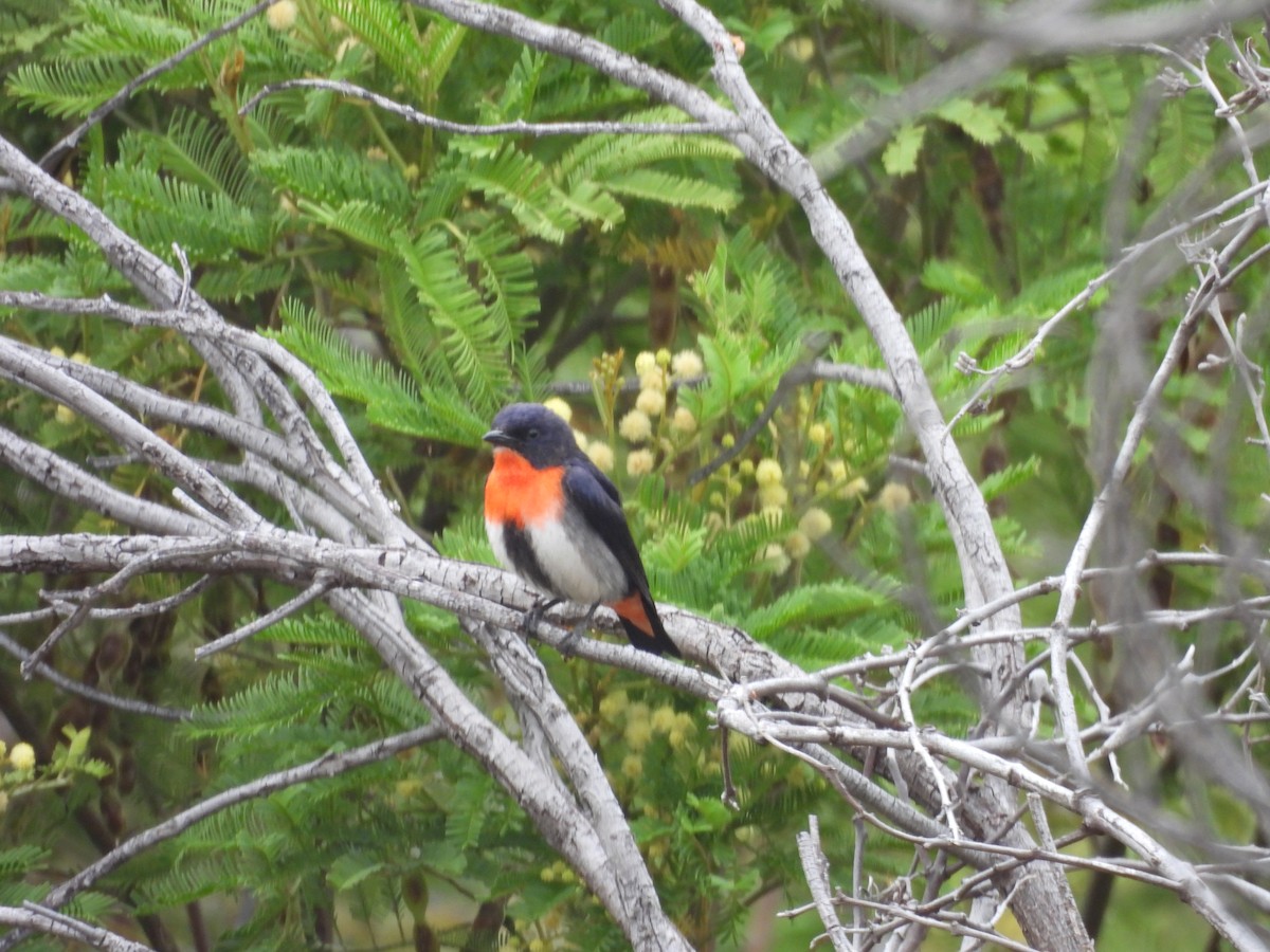 Mistletoebird - ML647449728