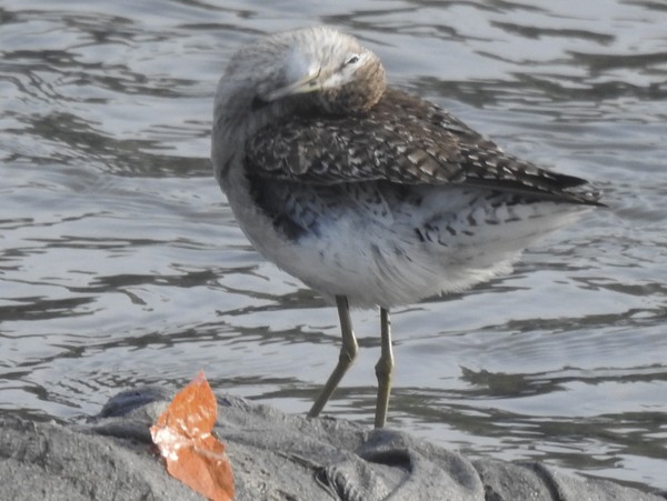 vodouš bahenní - ML647449732