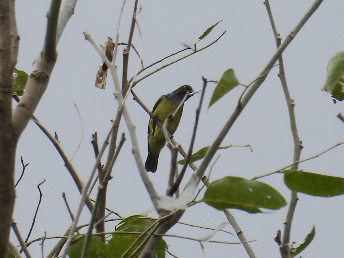 Gray-throated Sunbird - ML647449733