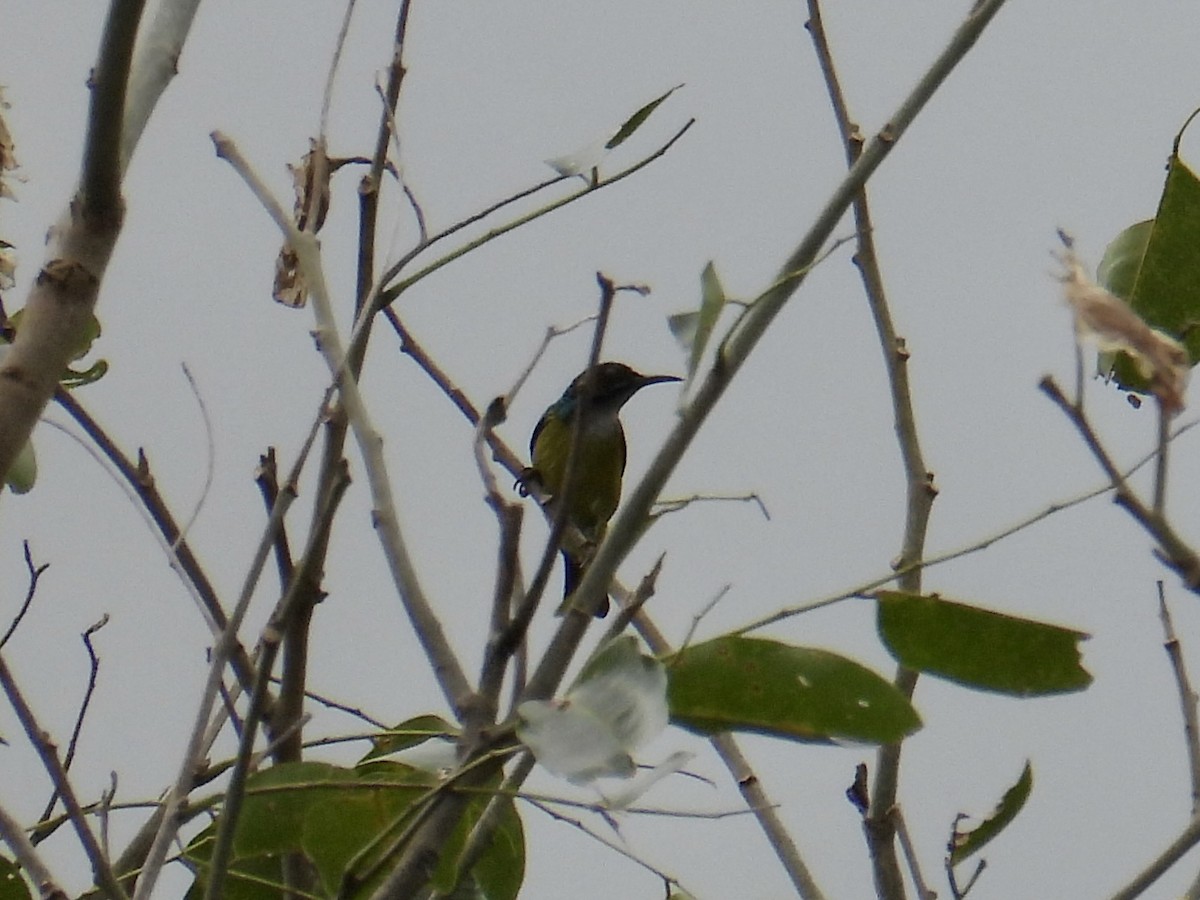 Gray-throated Sunbird - ML647449734