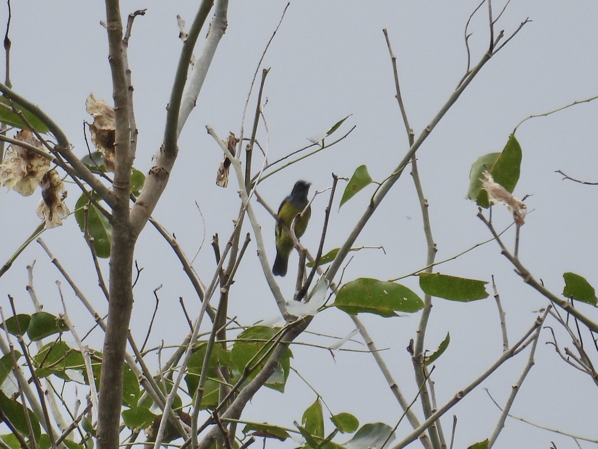 Gray-throated Sunbird - ML647449735
