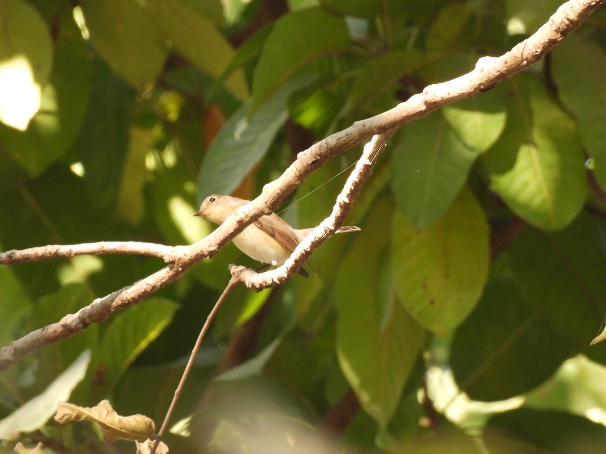 Red-breasted Flycatcher - ML647449737