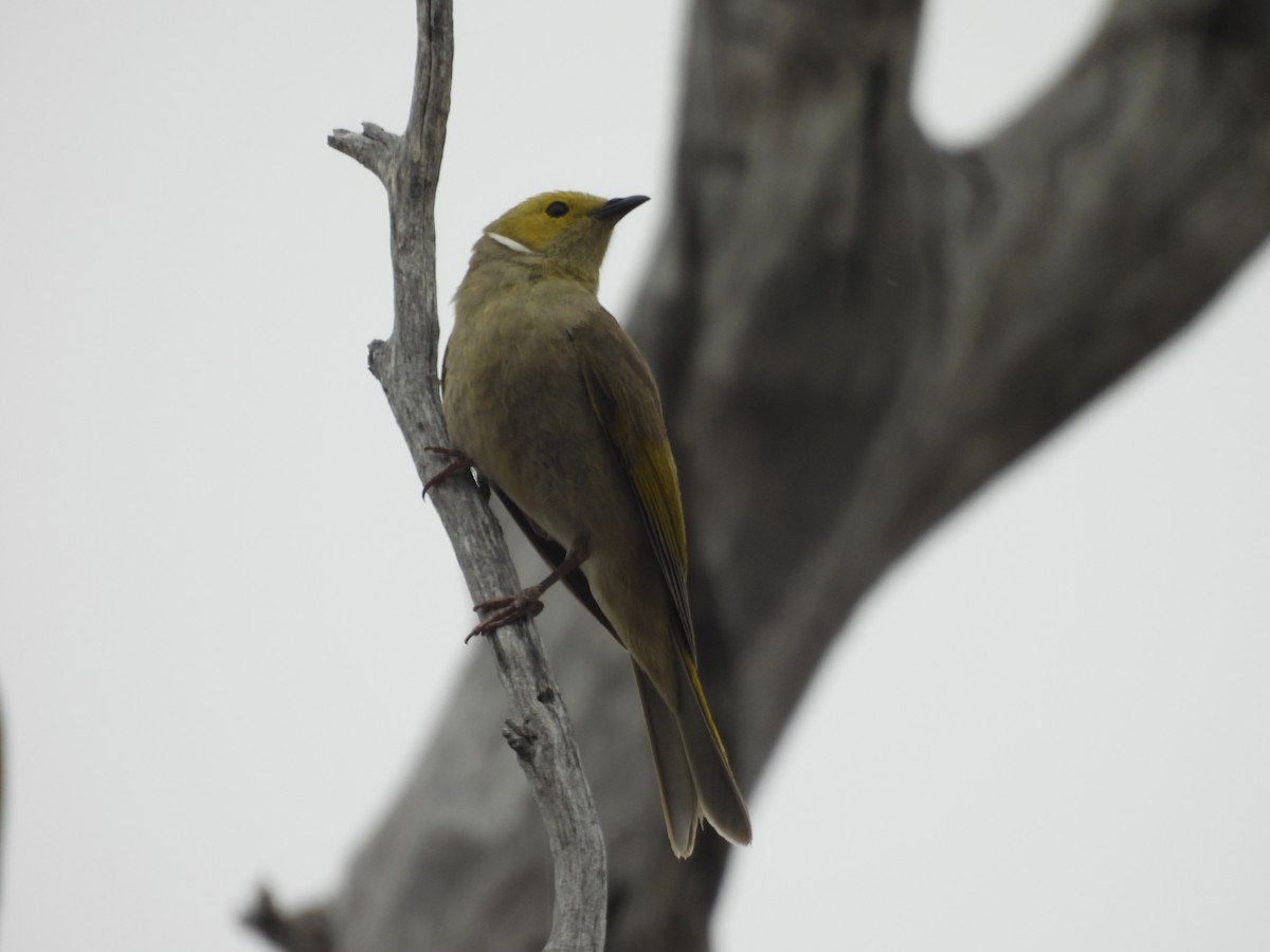 White-plumed Honeyeater - ML647449758