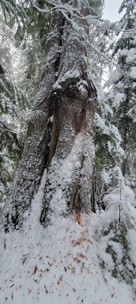 Pileated Woodpecker - ML647449775