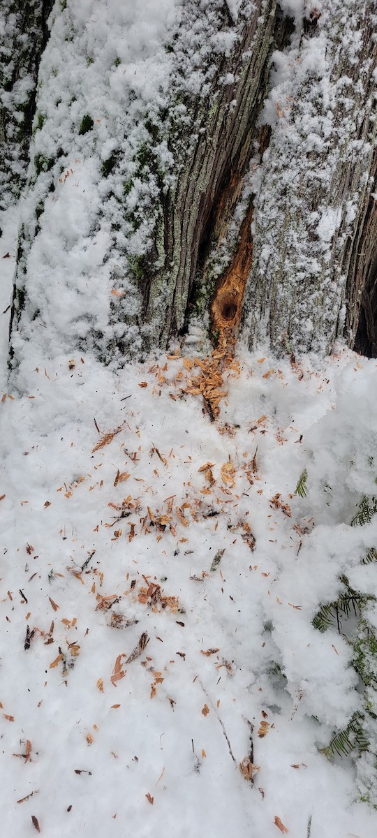 Pileated Woodpecker - ML647449776