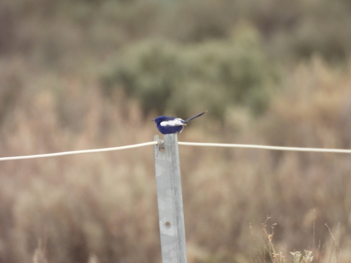 White-winged Fairywren - ML647449779