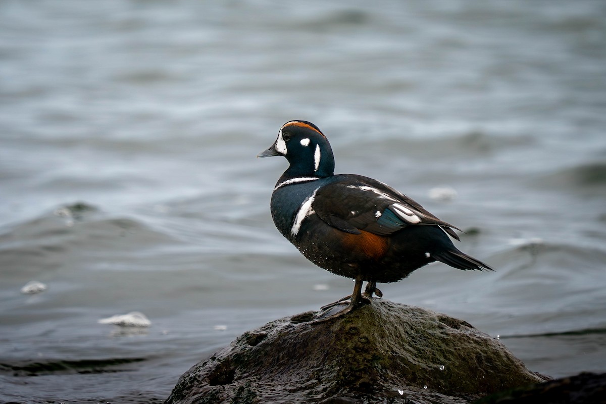 Harlequin Duck - ML647449782