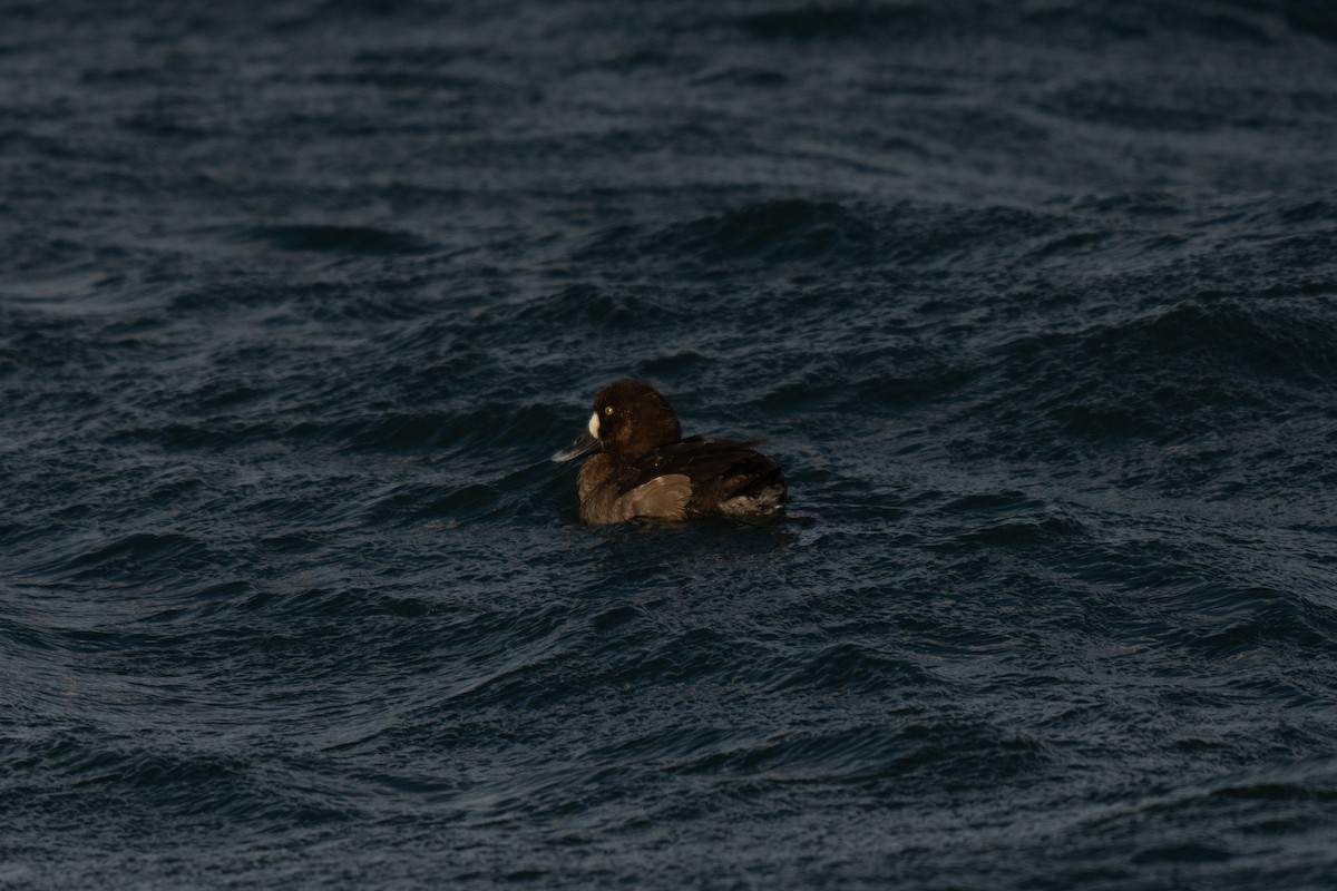 Greater Scaup - ML647449797