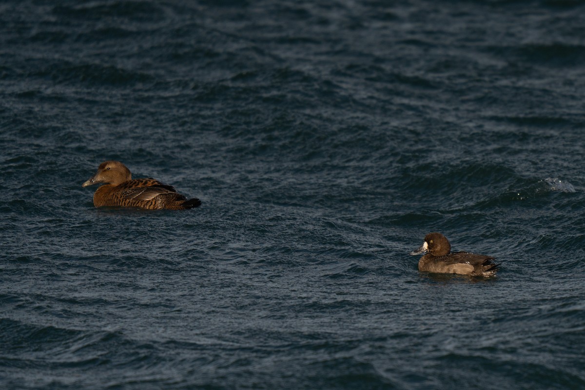 Greater Scaup - ML647449798