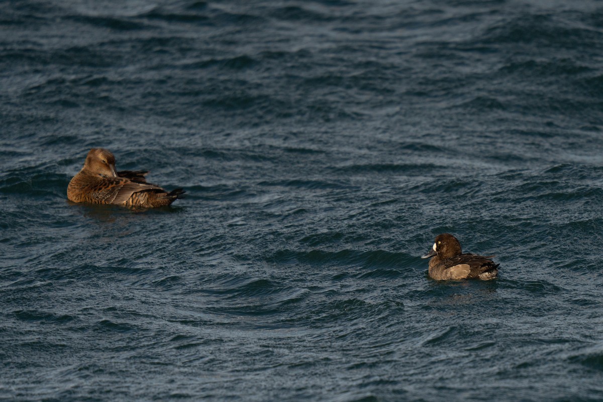 Greater Scaup - ML647449799