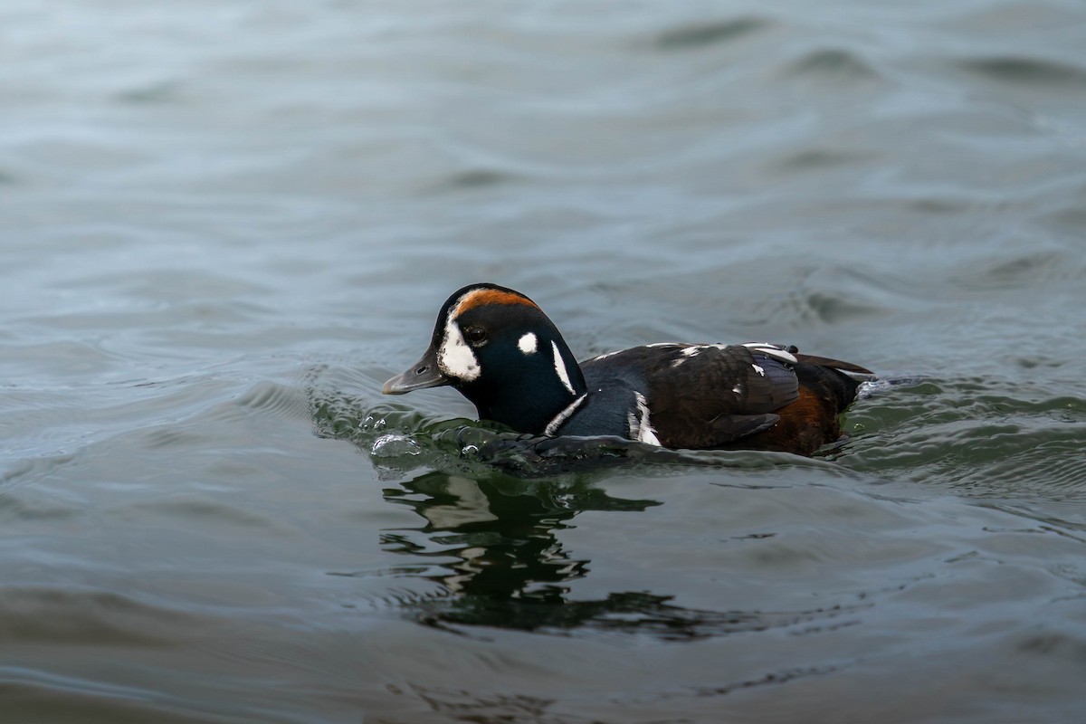 Harlequin Duck - ML647449803