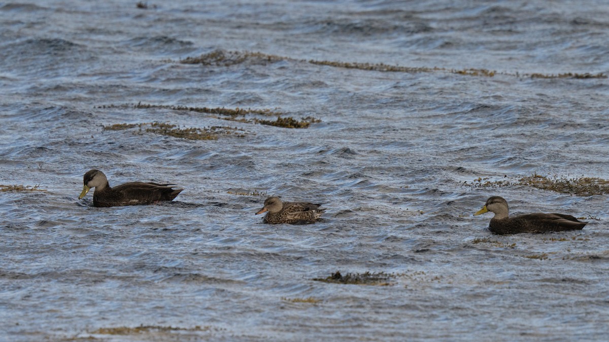 Ipar-ahatea - ML647449805