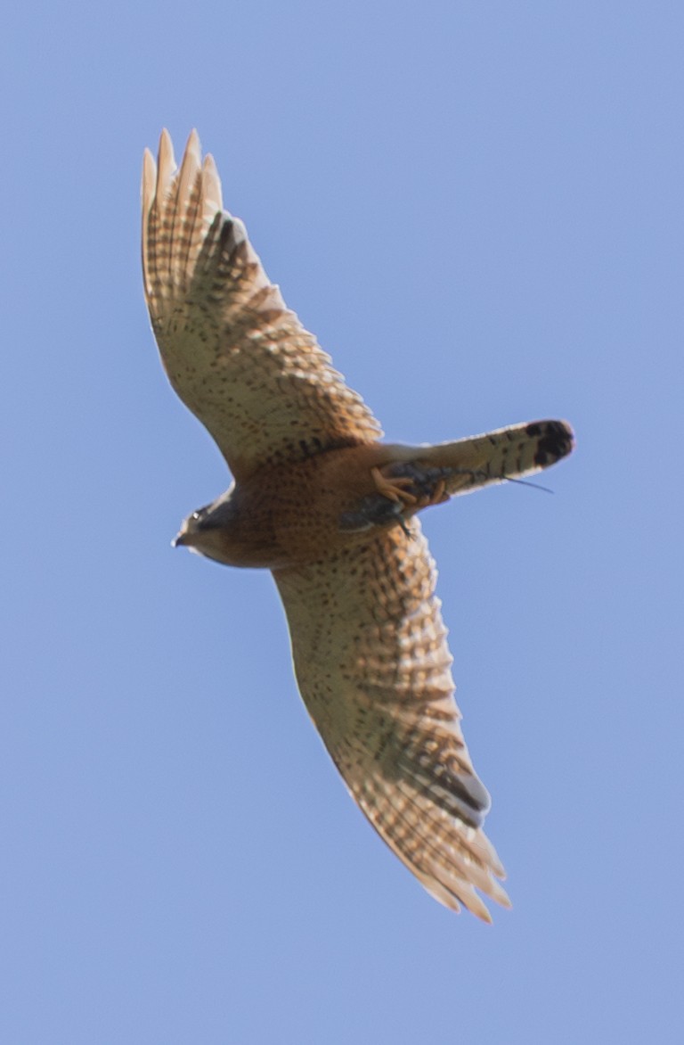 klippefalk - ML647449808