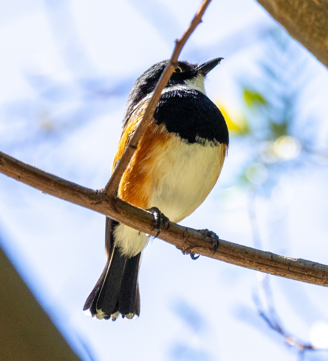 ムナグロセワタビタキ - ML647449813