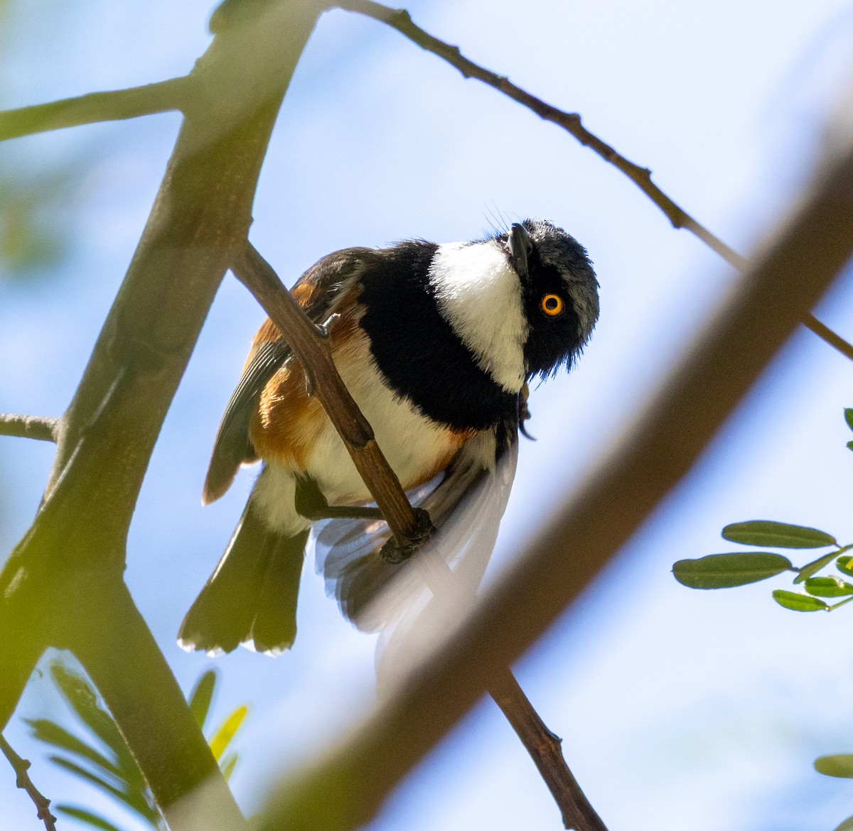 ムナグロセワタビタキ - ML647449814