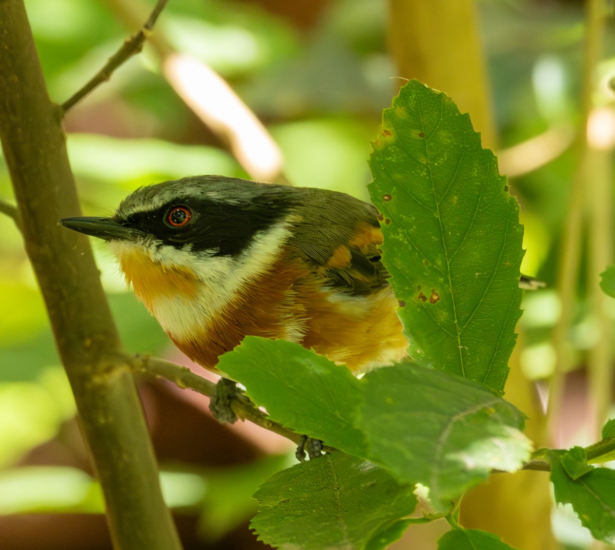 ムナグロセワタビタキ - ML647449815