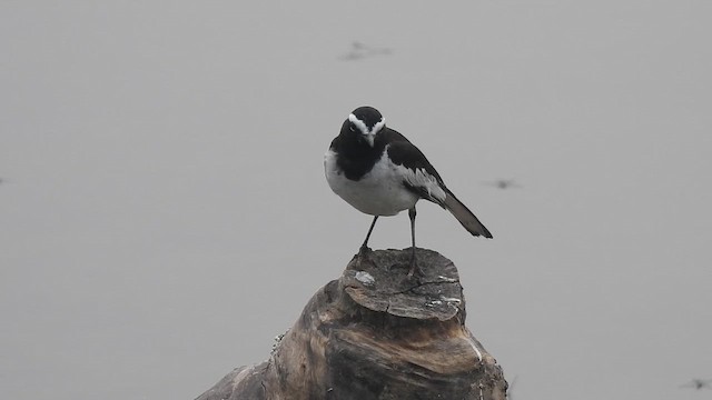 skjæreerle - ML647449821