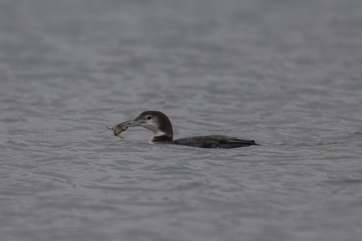 Common Loon - ML647449826