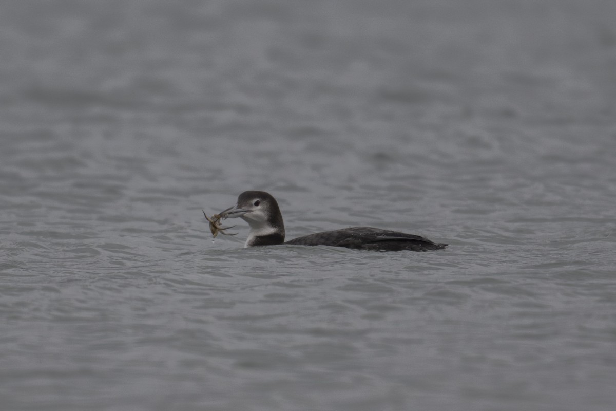 Common Loon - ML647449827