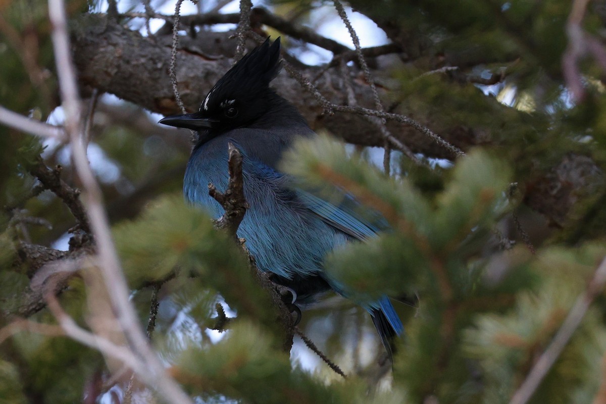 Steller Kargası - ML647449839