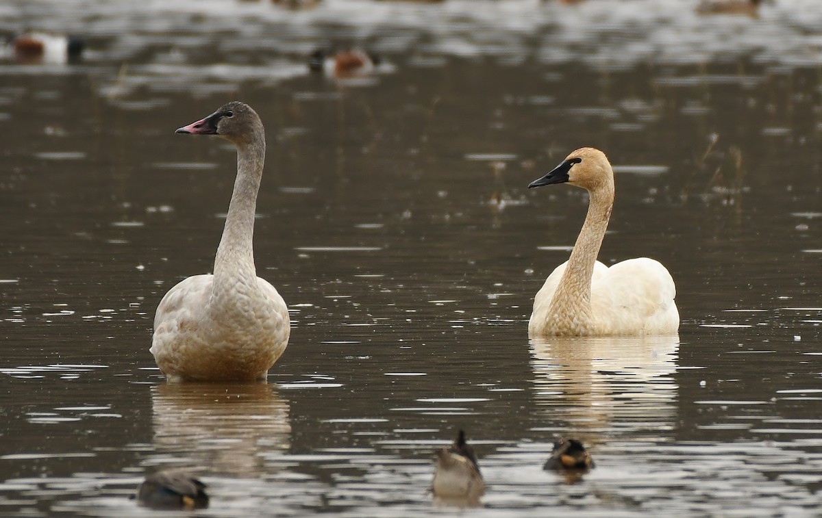 Beltxarga txistularia - ML647449846