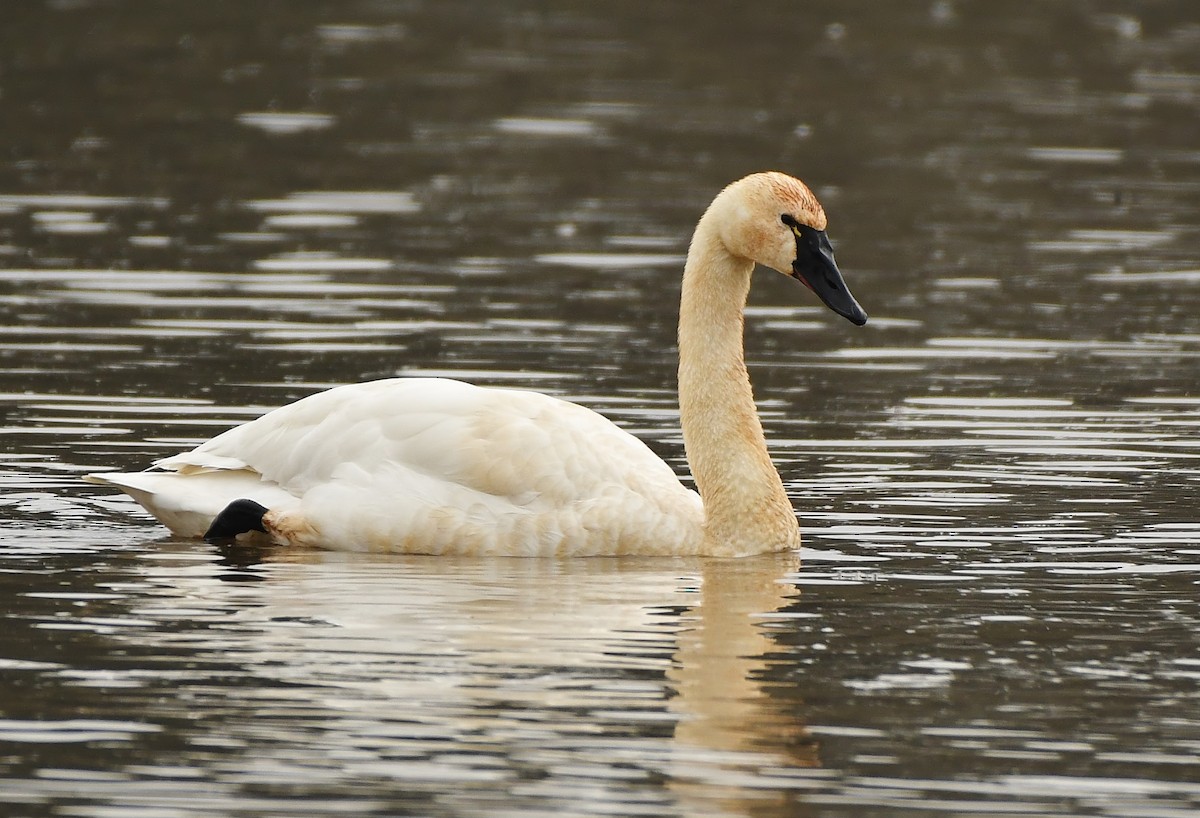 Beltxarga txistularia - ML647449847