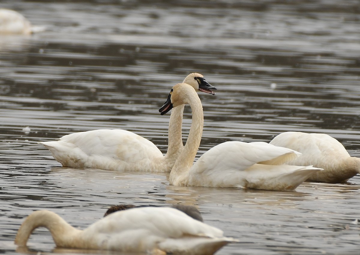 Beltxarga txistularia - ML647449848