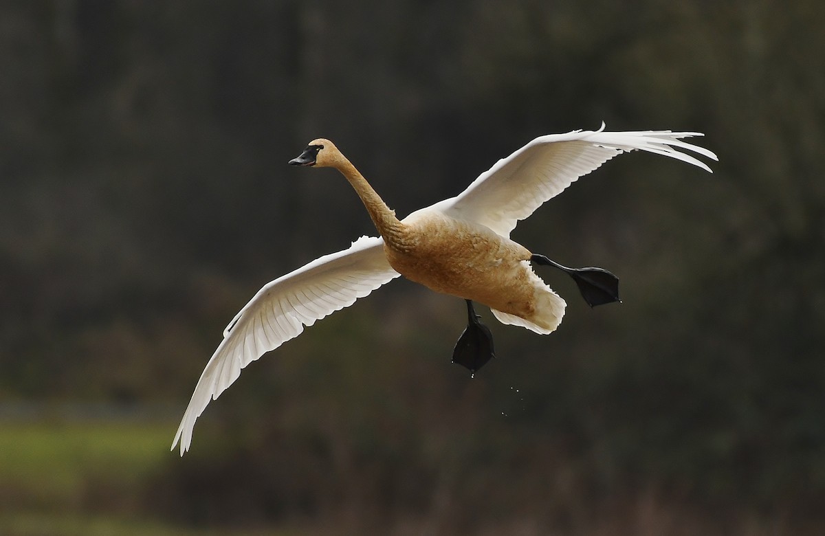 Beltxarga txistularia - ML647449849