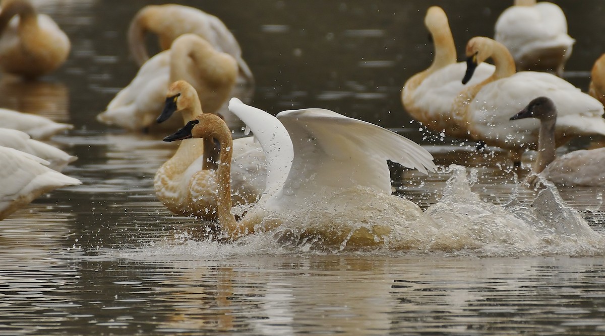 Beltxarga txistularia - ML647449850