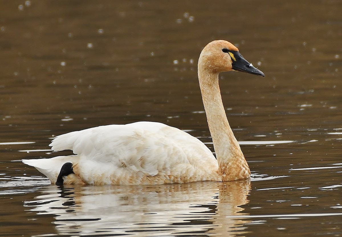 Beltxarga txistularia - ML647449851