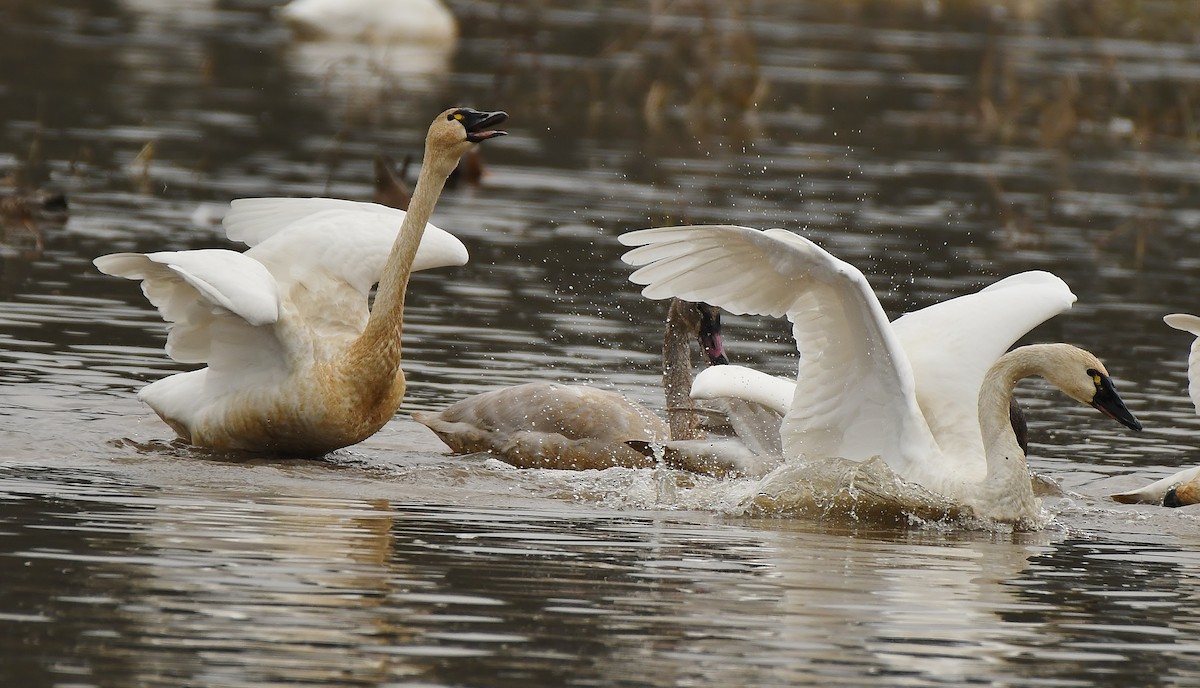 Beltxarga txistularia - ML647449852