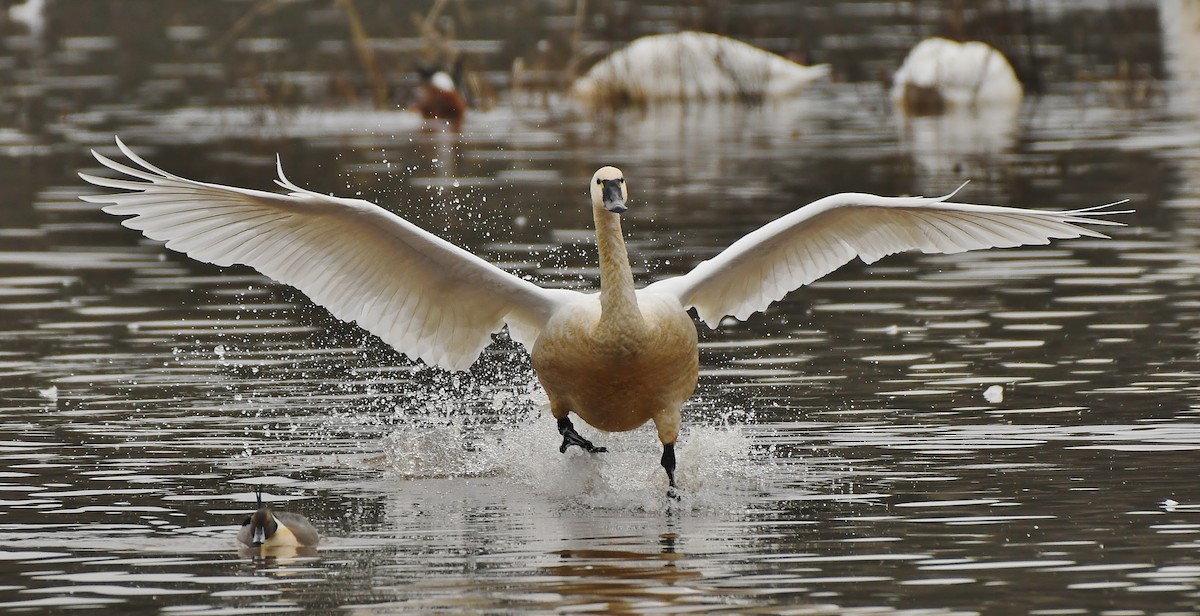 Beltxarga txistularia - ML647449853