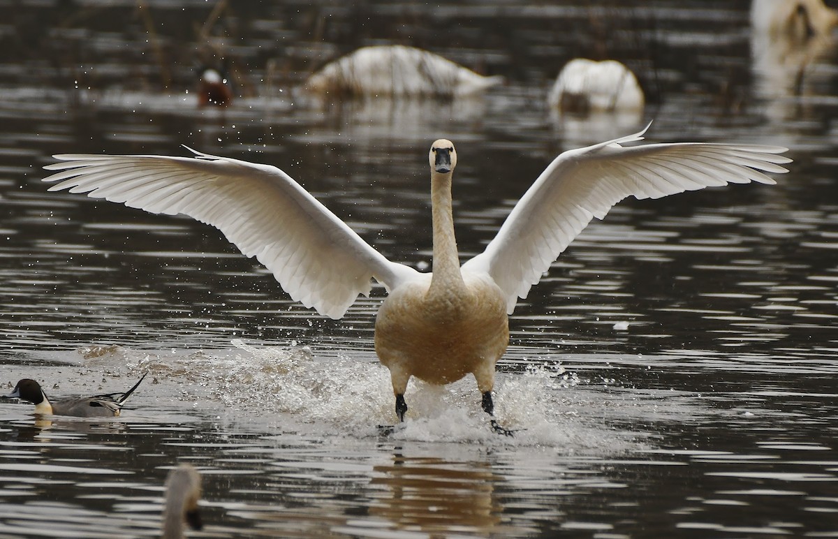 Beltxarga txistularia - ML647449854