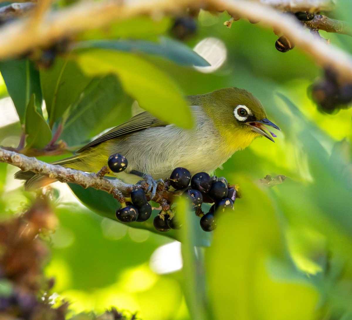 Kapbrillenvogel - ML647449855